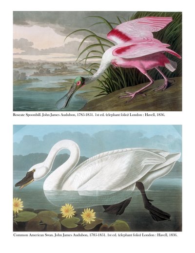 Roseate Spoonbill and Common American Swan, 1836 by John James Audubon